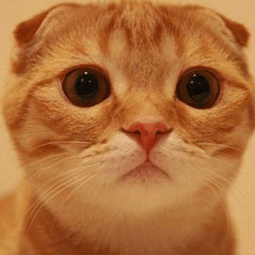 安卓免费网络加速器